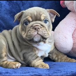 Bulldog Puppies from Bliss Bulldogs
