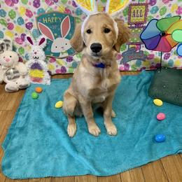 Golden Retriever Puppies from Golden Girls Furever Friends