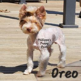 Oreo - Yorkshire Terrier