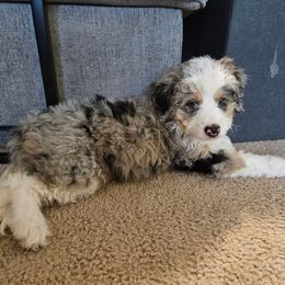 Butterfinger - Merle female Bernedoodle puppy in Lancaster, Pennsylvania from NLB Mini Bernedoodles