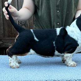 Basset Hound Puppies from Blue Coast Bassets