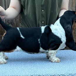 Basset Hound Puppies from Blue Coast Bassets