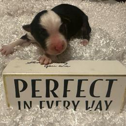 Black tri male - Black tri-color male Australian Shepherd puppy in Chino Valley, Arizona from Cu2 Aussies