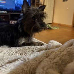Willow - Yorkshire Terrier