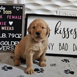 Girl 4 - Golden female Golden Retriever puppy in Montoursville, Pennsylvania from Wallace Golden Retriever's