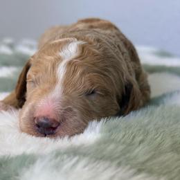 Boaz - Red  male Goldendoodle puppy in Knoxville, Tennessee from Graystone Doodles