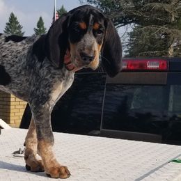 Bluetick Coonhounds and Griffon Bleu de Gascognes from Holcomb's Hounds
