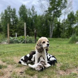 Cocker Spaniel Puppies from Sylvan Acres Spaniels