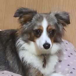 Arya - Toy Australian Shepherd