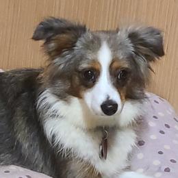 Arya - Toy Australian Shepherd