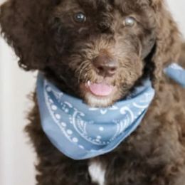 Goldendoodles from Penny Lou’s Doodles