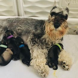 Miniature Schnauzer Puppies from MoonShadow Miniature Schnauzers