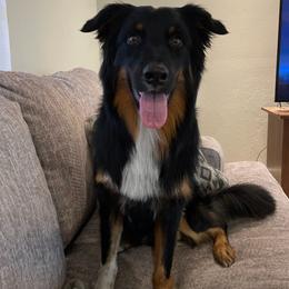 STUD DOG - GUINNESS - Black tri-color male Australian Shepherd puppy in Boca Raton, Florida from RyCharlian Oaks
