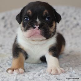 Dax - Black tri-color male Bulldog puppy in Winnsboro, Texas from JP Ranch Bulldogs