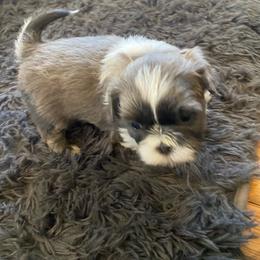 Muffin - Blue and white male Shih Tzu puppy in Riverhead, New York from Eastern Long Island Shih Tzu