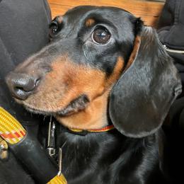 UKC CH Poppy - Dachshund
