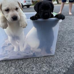 Cavalier King Charles Spaniel and Labrador Retriever Puppies from Heavenly Pups