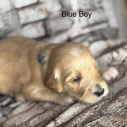 Blue boy - Cream male Goldendoodle puppy in Colorado Springs, Colorado from Pikes Peak Doodles