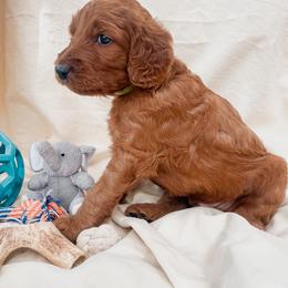 Irish Doodle Puppies from Foxrun Litters