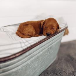 Ruby - Red  female Goldendoodle puppy in Billings, Montana from Montana Raised Doodles