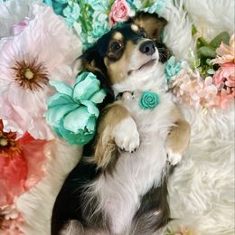 Willie - Dachshund