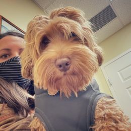 Hattie Mae - Australian Labradoodle