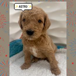 Astro - Cream male Goldendoodle puppy in Miami Dade County, Florida from Doodle Lovers