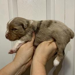 Leaf - Red merle male Miniature Australian Shepherd puppy in Marysville, Washington from Garay Mini Aussies