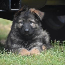 Red collar Male - Sable male German Shepherd puppy in Marianna, Florida from Haus M Godwin