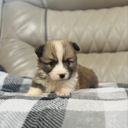 Ember (Full Fluffy) - Sable male Pembroke Welsh Corgi puppy in Adairsville, Georgia from Ingram's Corgis