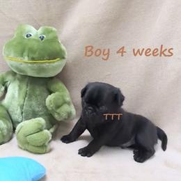 Black boy Brown - Black male Pug puppy in Medina, Ohio from T Tiny Treasures