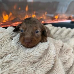Luna bell - Dapple female Dachshund puppy in North Fort Myers, Florida from Trust Fund Devil Kennel