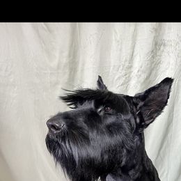 Giant Schnauzer puppies from Schnauzer Paw Homestead