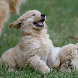 Golden Retriever Puppies from Welch Family Golden Retrievers