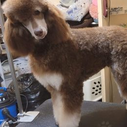 Aussiedoodles, Bernedoodles, and Poodles from Awesome Paws