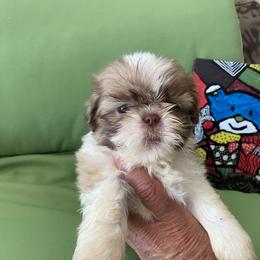 Boy 3 - male Shih Tzu puppy in Troy, Michigan from "Shihtzu Best Friend"