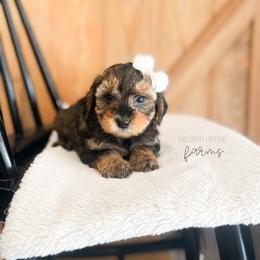 Ricotta - Black & tan female Maltipoo puppy in Huntsville, Texas from Nelson Creek Farms