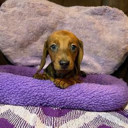 Ruby - Red female Dachshund puppy in Winton, California from Lashunds Miniature Dachshunds