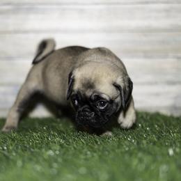 Moe (orange) - Fawn male Pug puppy in Hereford, Arizona from Broken Road Ranch Pugs