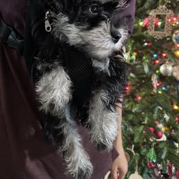 Miniature Schnauzer Puppies from Miniature Schnauzers of Delmarva