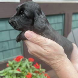 Girl 1 - Black female Dachshund puppy in Gouverneur, New York from Dack Dachshunds