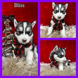 Bliss - Gray and white female Siberian Husky puppy in Parma, Ohio from Sirius Siberian Huskies