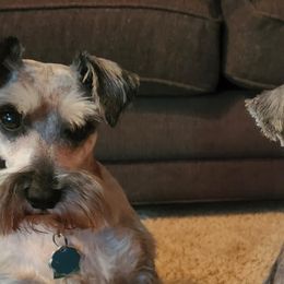Miniature Schnauzers from Elkhorn Valley Miniature Schnauzers