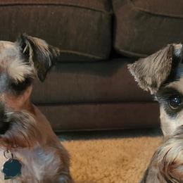 Miniature Schnauzers from Elkhorn Valley Miniature Schnauzers