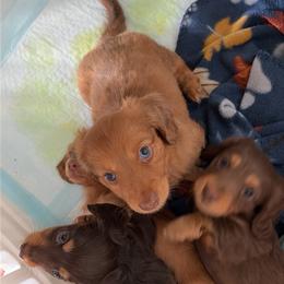 Dachshund puppies from K&K Mini Doxies