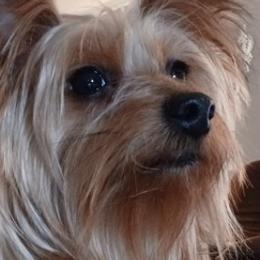 Yorkshire Terriers from Southern Georgia Yorkies