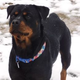 Rottweilers from Ole Kuntry Kennel (OKK)