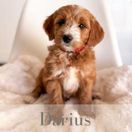 Darius - Red  male Goldendoodle puppy in Melba, Idaho from KZ Doodles