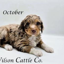 October - Red merle female Aussiedoodle puppy in Lancaster, Minnesota from Wilson Cattle Co.
