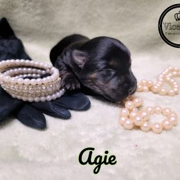 German Shepherd and Scottish Terrier Puppies from Viceroy's Kennel LLC